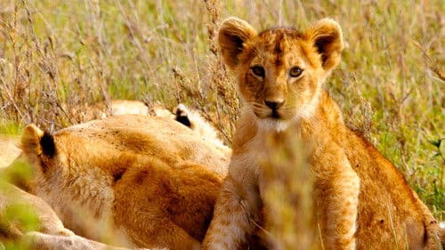 Born in Africa Bild 4