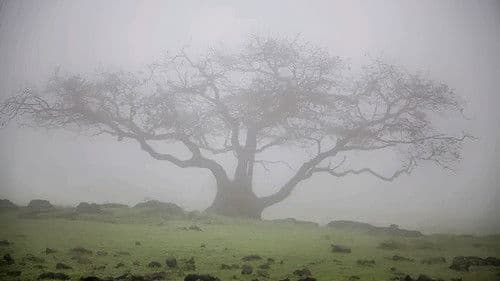 Mani Petha Brath Nest Bild 1