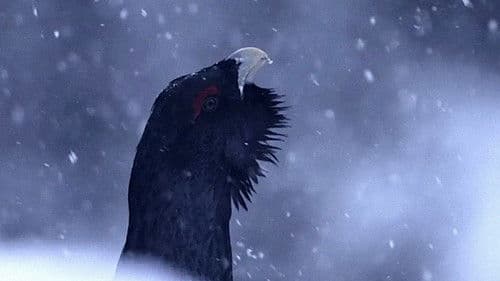 Das Flüstern der Wälder Bild 6