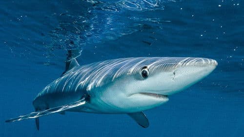 Blue Planet UK Bild 3