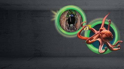 Animal Showdown Bild 3