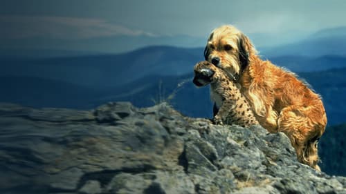 Benji, sein größtes Abenteuer Bild 5