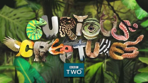 Curious Creatures Bild 3