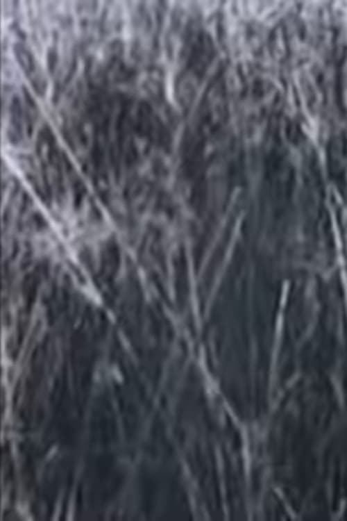 Người Về Đồng Cói