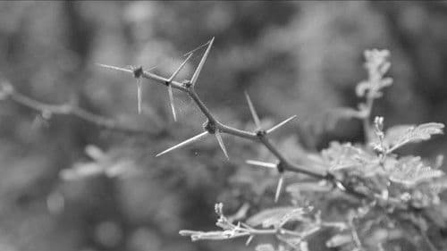 La fábula del silencio Bild 1