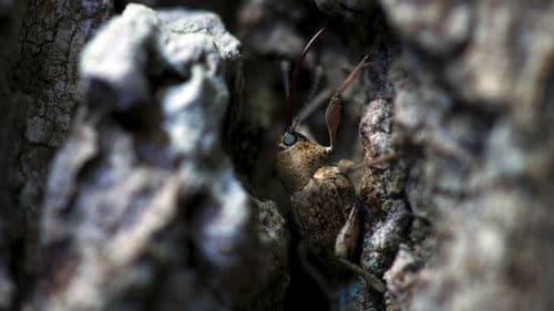 Die Eiche - Mein Zuhause Bild 2