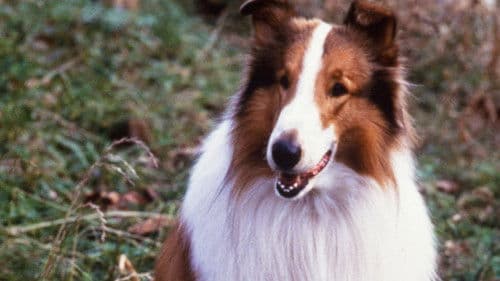 Lassie Bild 2