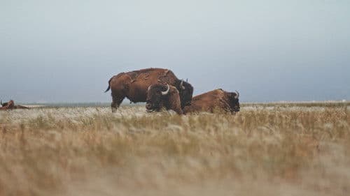 Заповідник Асканія Bild 1