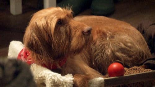 Salty's Waggy Tales Bild 1