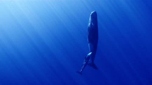 극장판 고래와 나 Bild 1