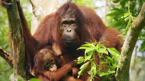 Red Ape: Saving the Orangutan Bild 3