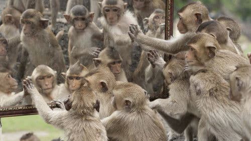 Monkey Planet Bild 3