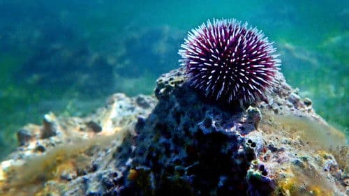 Big Sur - Kaliforniens wilde Küste Bild 5