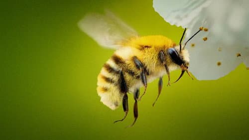 Die geheimnisvolle Welt der Bienen Bild 1