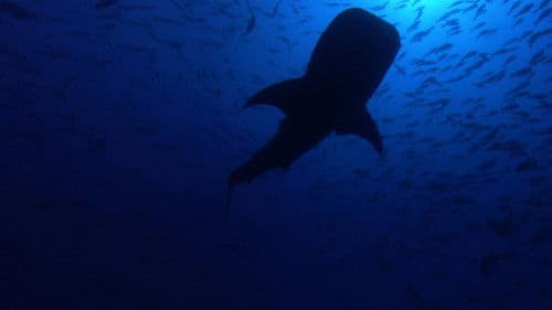 Das große Wunder der Tierwanderungen Bild 5