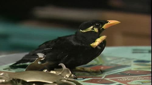 フードファイト Bild 2