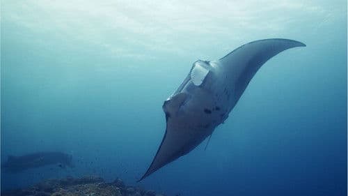 Unsere Ozeane Bild 3