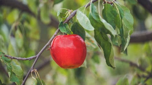 Čarovné jablko Bild 1