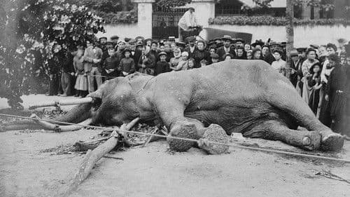 Fritz, der Elefant – Eine tragische Geschichte Bild 8