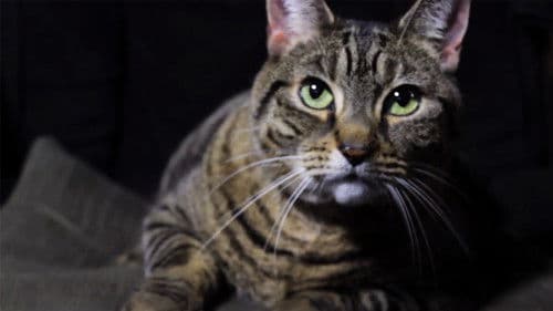 A Meowy Christmas Bild 1