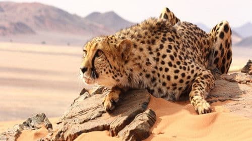 The Odyssey Of Felines Bild 1