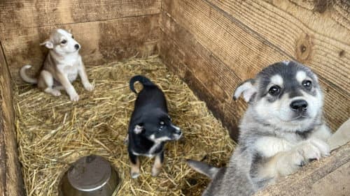 犬と戦争: ウクライナで私が見たこと Bild 1