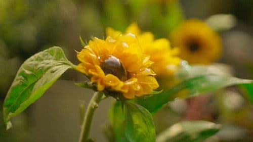 Bula sa Hangin Bild 1