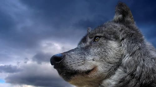 Wenn die Wölfe heulen Bild 3