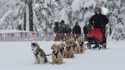 Snow Buddies - Abenteuer in Alaska Bild 8