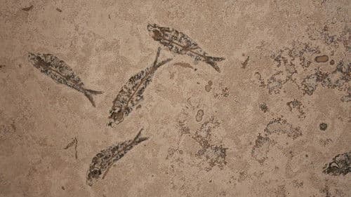 Lost Worlds, Vanished Lives Bild 2