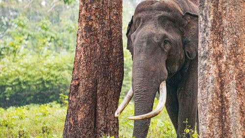 Die geheimnisvolle Welt der Elefanten Bild 8