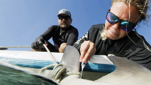 Shark Attack Files Bild 2