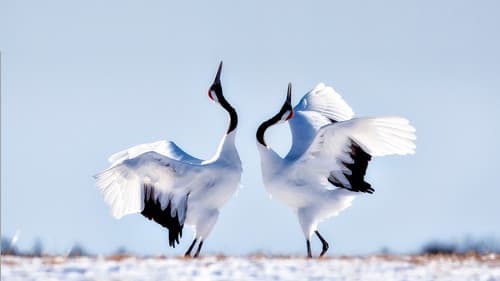 Wildes Japan - Land der tausend Inseln Bild 3