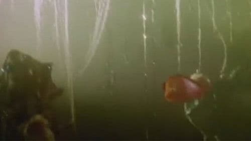 Солнечное зёрнышко Bild 6