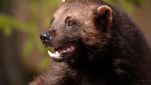 Wolverine: One Tough Mother Bild 1