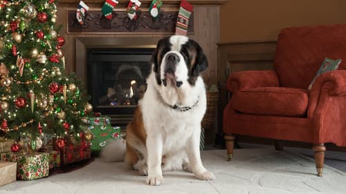 Beethovens abenteuerliche Weihnachten Bild 1