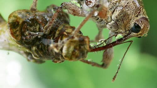 Die Eiche - Mein Zuhause Bild 8