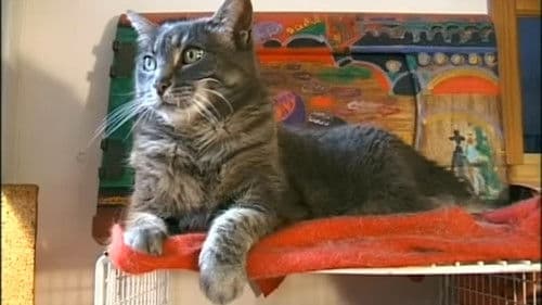 Hommage à Zgougou (et salut à Sabine Mamou) Bild 3