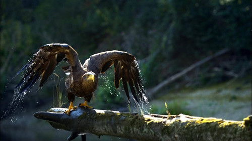 Danube: Europe's Amazon Bild 2