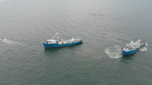 The Biggest Little Fish You've Never Seen Bild 2