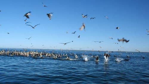 Der wilde Pazifik - Die Schönheit des Lebens Bild 2