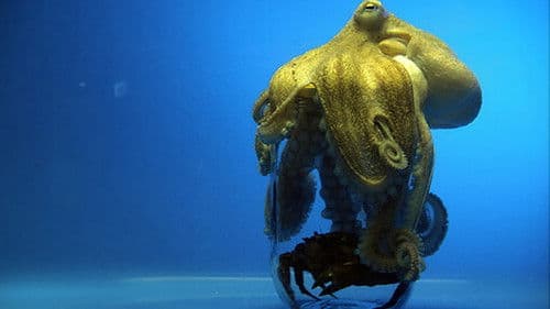 Aliens of the Deep Sea Bild 2