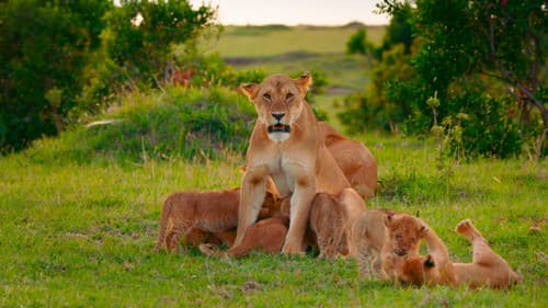 Brotherhood of Lions Bild 5