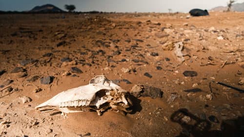 Life at 50°C Bild 1