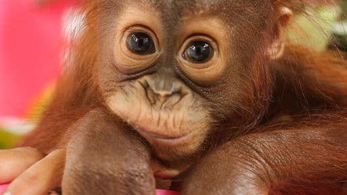 Disenchanted Forest Bild 1