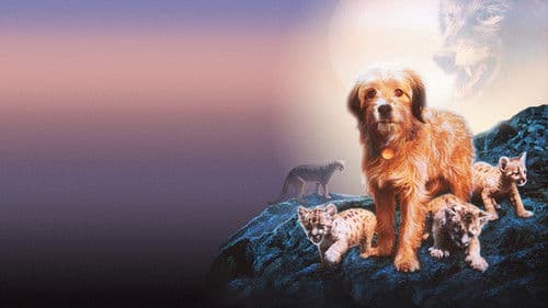 Benji, sein größtes Abenteuer Bild 4