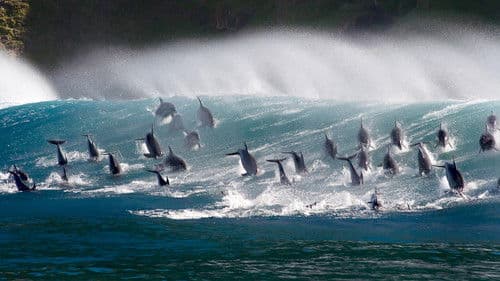 Oceans: Our Blue Planet Bild 2