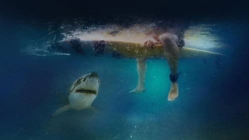 Nach dem Biss: Die Folgen eines Haiangriffs Bild 6