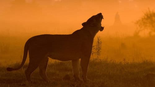 The Last Lions Bild 6