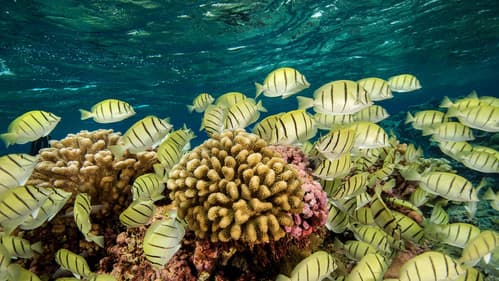 Ocean Paradise Bild 3